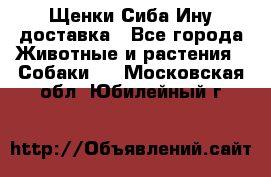 Щенки Сиба Ину доставка - Все города Животные и растения » Собаки   . Московская обл.,Юбилейный г.